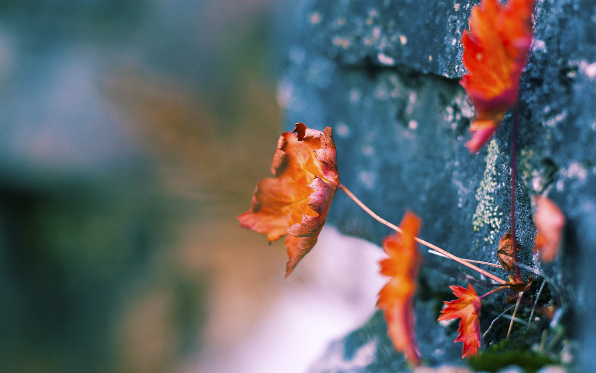 世界青少年篮球锦标赛欢迎中国队参赛，展现新一代球员实力，世界青少年篮球比赛