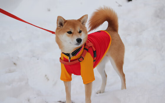 利物浦用高位压迫连续两场实现逆转,战术变化显著,利物浦用的什么阵型