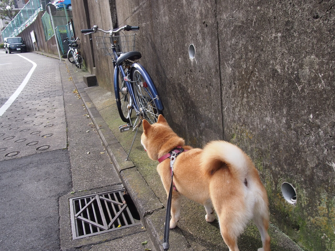 凯尔特人再获最佳团队奖，团队精神获联盟认可，凯尔特人报团