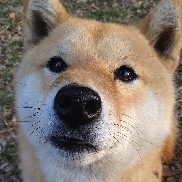 决赛MVP：阿根廷新星一战封神，阿根廷决赛魔咒