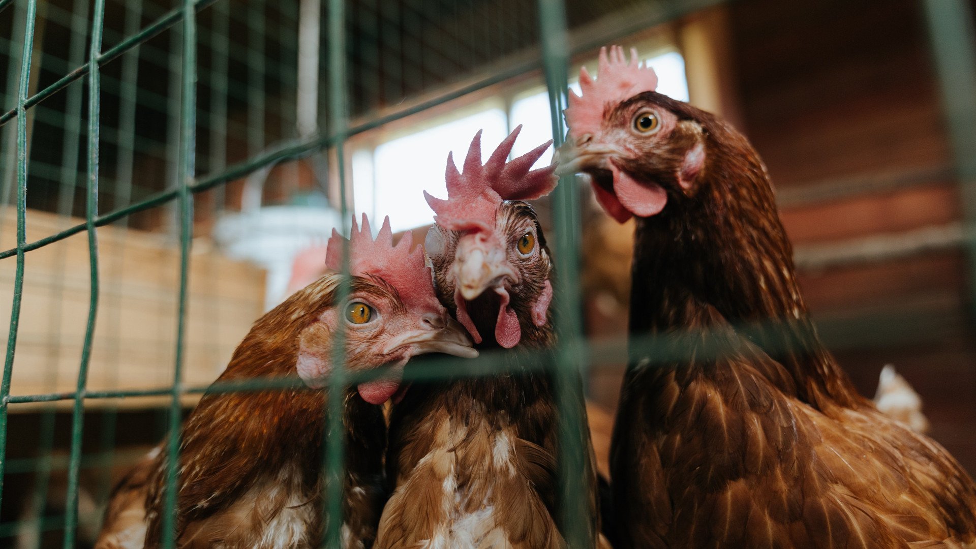 史上最震撼的欧冠“逆转战”盘点,天下足球欧冠十大逆转