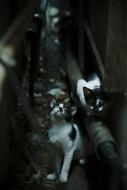 意甲：罗马1-0小胜都灵，队内气氛升温，意甲罗马比赛视频