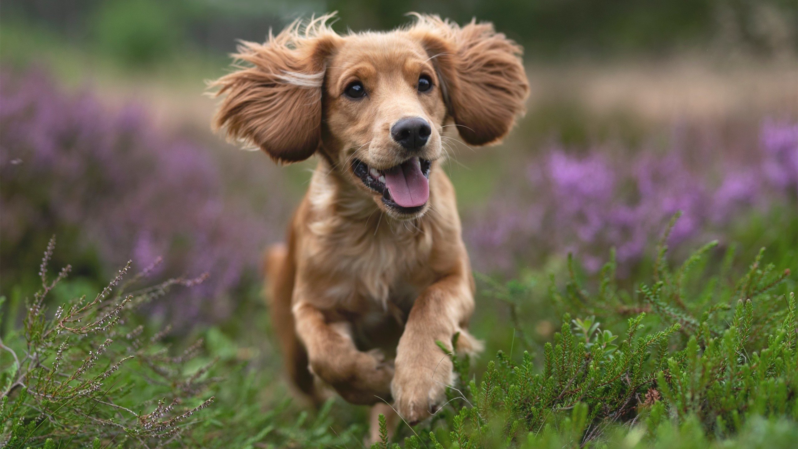 比利时骑手吉尔·托马斯在2024年国际马术联合会障碍赛世界巡回赛中获得个人第六名，表现出色。