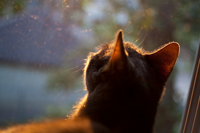 特色足球文化产业示范项目在多城市落地，打造足球特色学校