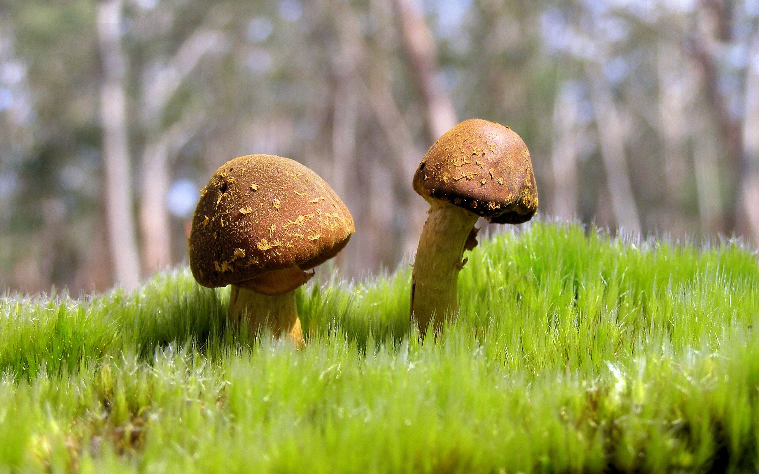 皇家社会锁定前三，连续佳绩令人振奋，皇家社会强不强