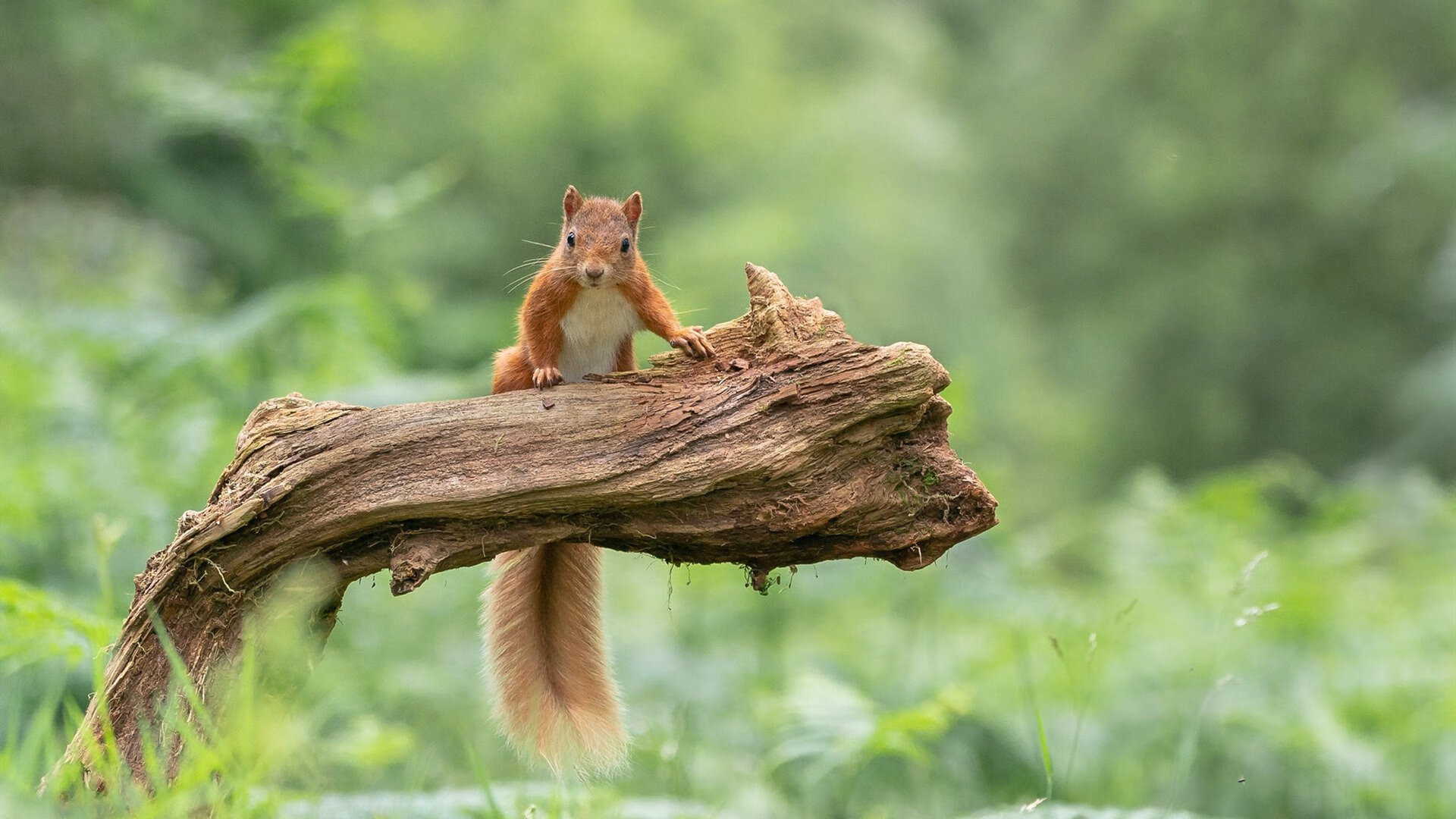 卢森堡出其不意地逆袭，展现实力优势，为什么卢森堡这么有钱