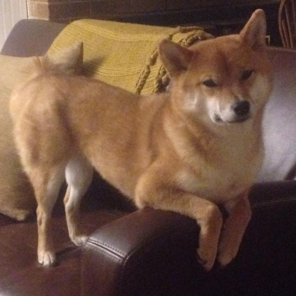 职业篮球联赛市场竞争分析，职业篮球联赛有哪些