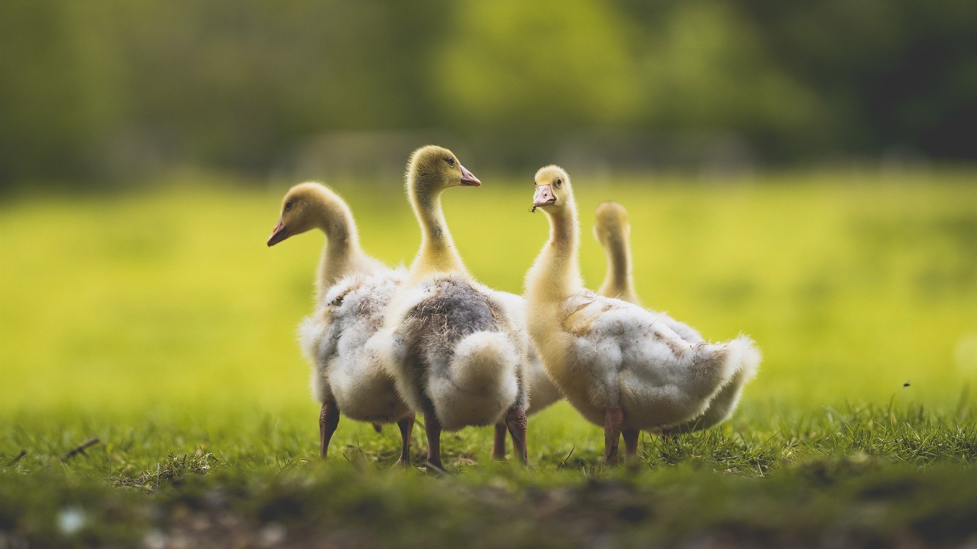 阿森纳小将崭露头角,蓝月军团胜算大增,seaman阿森纳