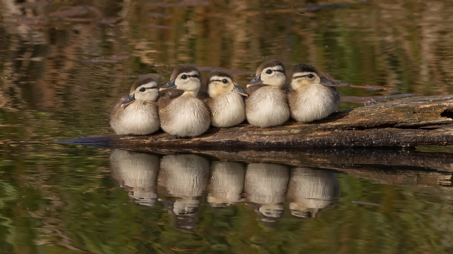 自由泳接力澳美争锋中国紧随，4×200自由泳接力全程回放