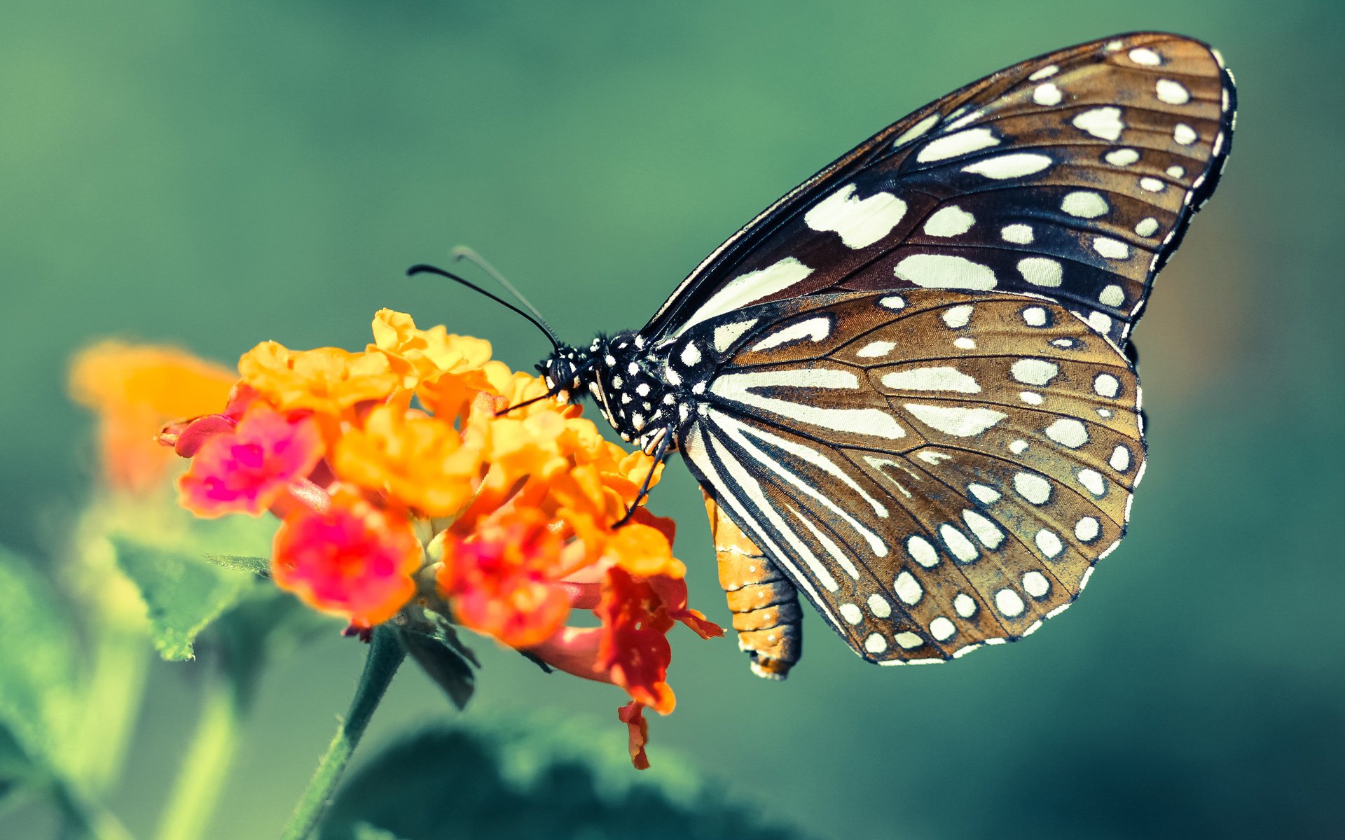 曼联中场组合成胜负关键所在，曼联中场阵容