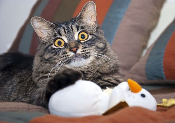 格鲁吉亚女篮在欧洲锦标赛中表现出色,唱响国际舞台豪歌,格鲁吉亚女生