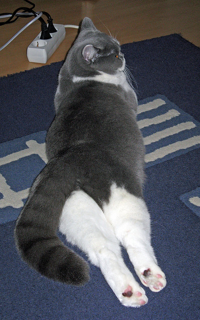 水球防守严密波兰队实力增强，波兰球在水沟