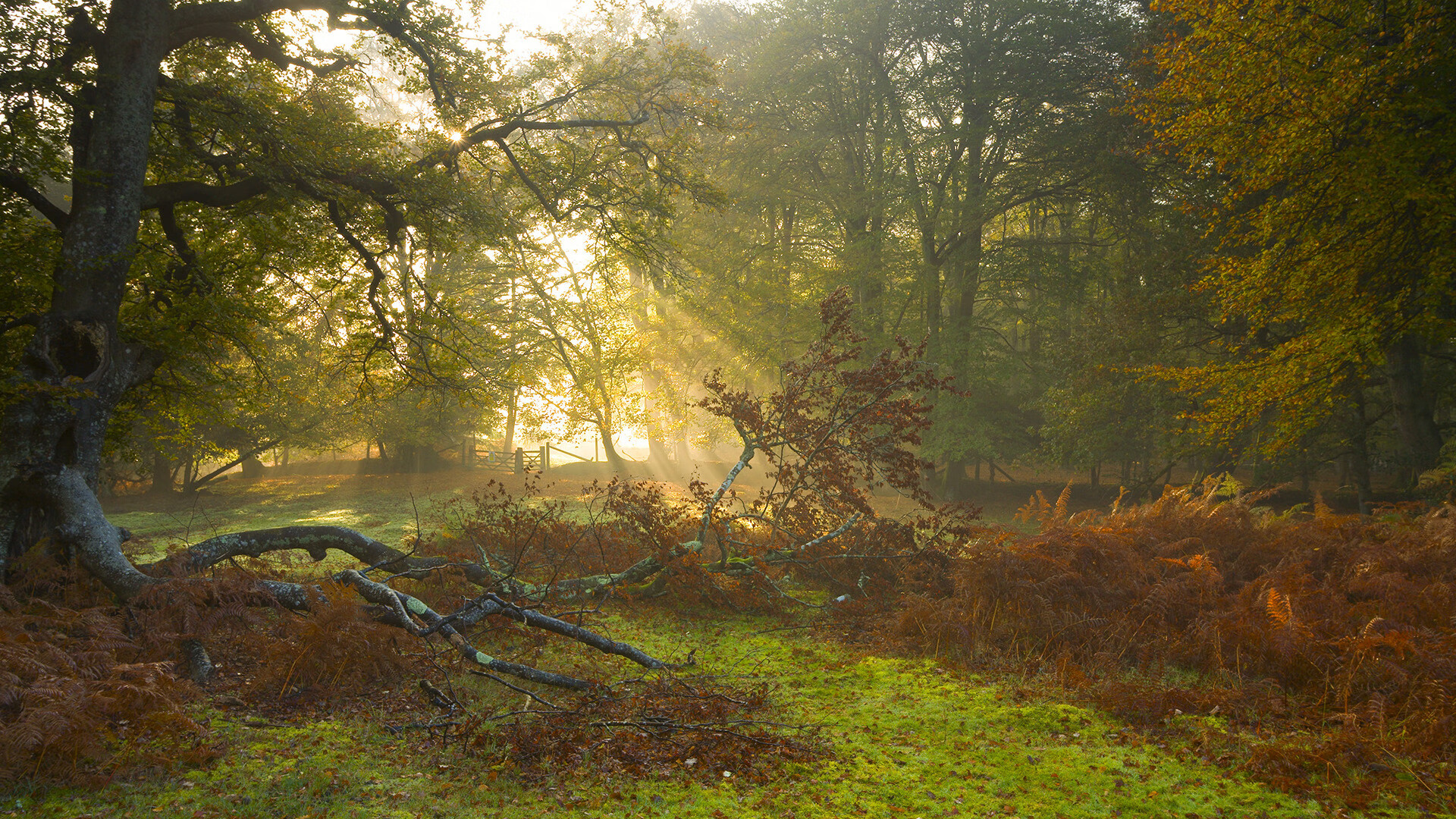 火箭年轻球员出场时间明显增加,火箭以前球员