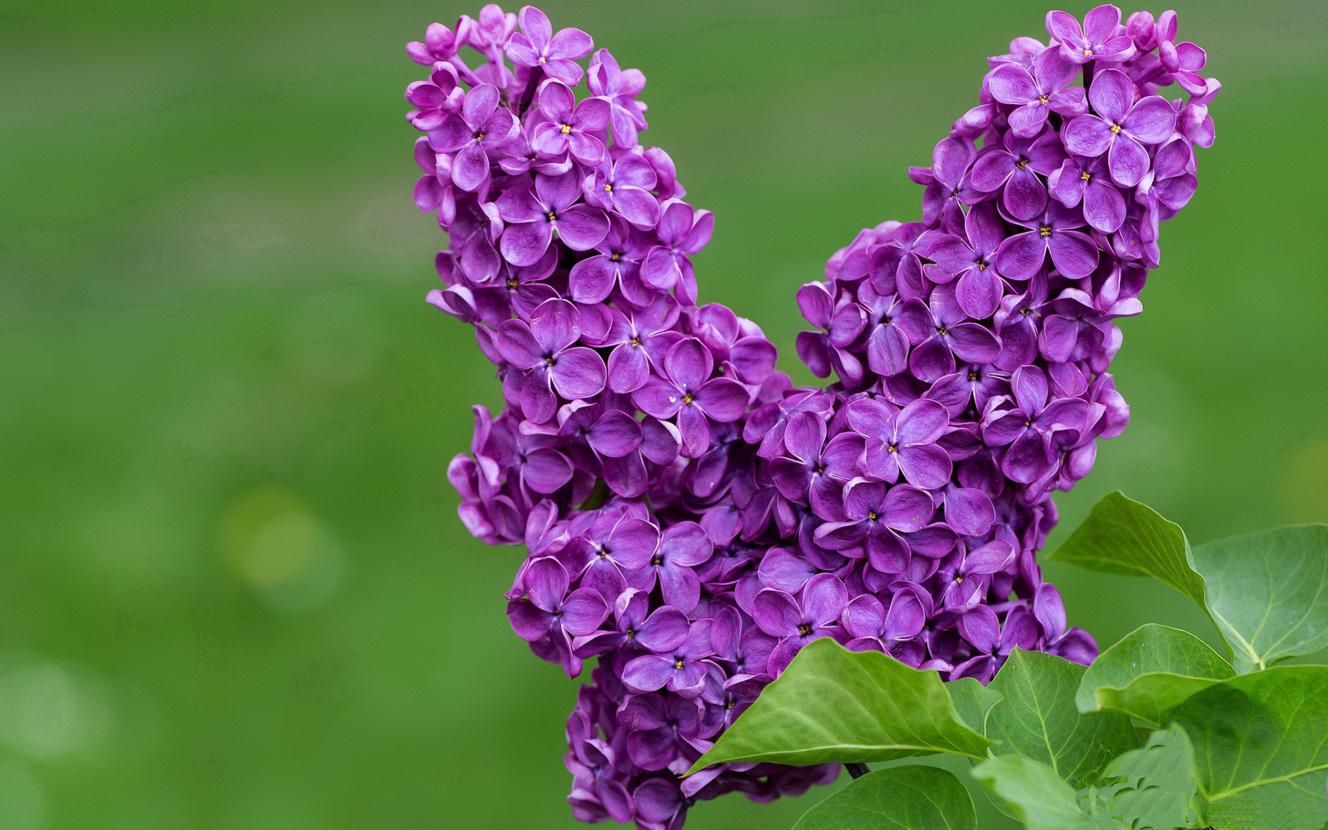 爵士双后卫搭配展现速度优势与转换效率，爵士双历