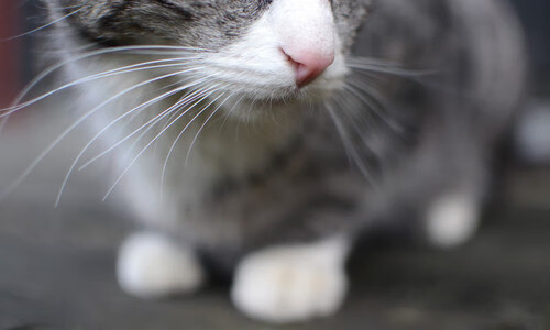 英超激情爆发：每场对决都精彩绝伦！，英超精彩视频